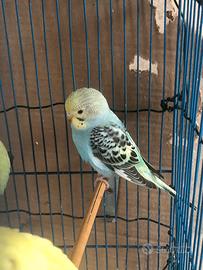 Cocorite Giovanni colori diversi