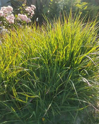 graminacee e altre piante giardino