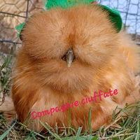 Galline moroseta silkie