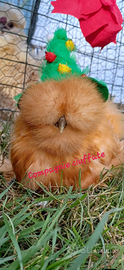 Galline moroseta silkie
