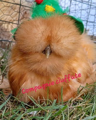 Galline moroseta silkie