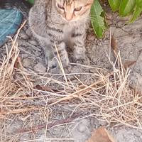 Gattino di 4 mesi circa: un vero coccolone