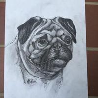DISEGNO CANE RAZZA CARLINO A BIRO NERA SU CARTA