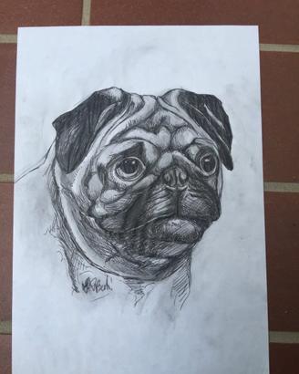 DISEGNO CANE RAZZA CARLINO A BIRO NERA SU CARTA