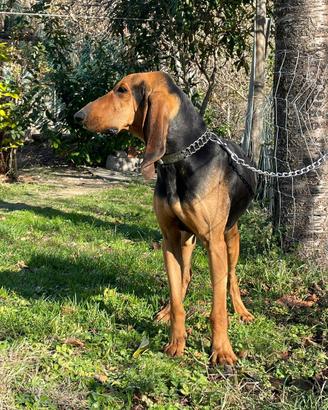 Segugio italiano disponibile per monta
