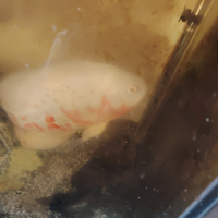 Astronotus oceliatus coppia(albino +green) adulto