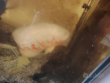 Astronotus oceliatus coppia(albino +green) adulto