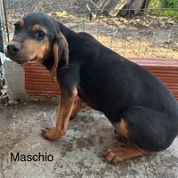 Cuccioli da caccia, razza Seguguo Maremmano