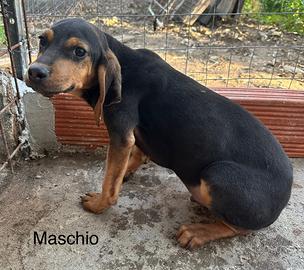 Cuccioli da caccia, razza Seguguo Maremmano