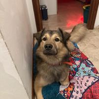 Adozione- maschio di 2 anni incorcio labrador/mare