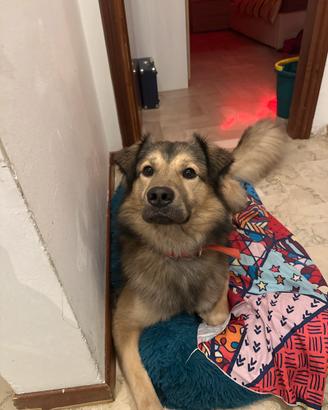 Adozione- maschio di 2 anni incorcio labrador/mare