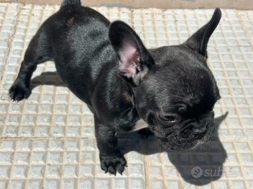 Bulldog francese