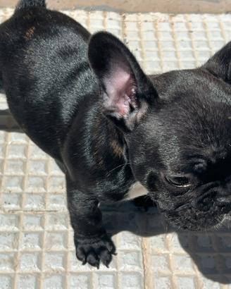 Bulldog francese