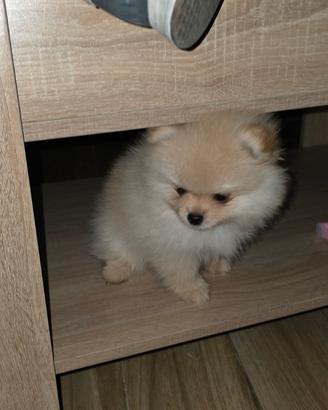 Volpino di pomerania/spitz tedesco nano