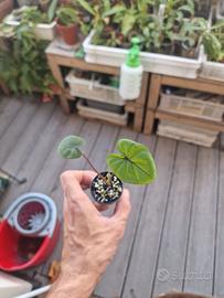 colocasia black coral pianta