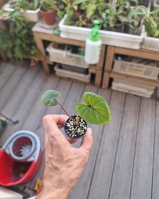colocasia black coral pianta