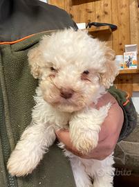 Cuccioli lagotto romagnolo