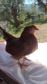 Galline trio di razza Serama