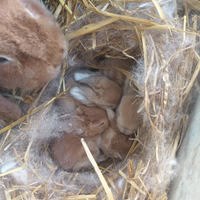 Coniglio ariete nano cuccioli
