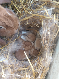 Coniglio ariete nano cuccioli