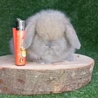 Cuccioli coniglietti ariete nano minilop