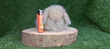 Cuccioli coniglietti ariete nano minilop
