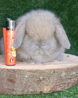 Cuccioli coniglietti ariete nano minilop