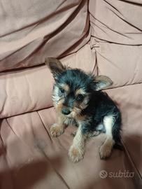 Cuccioli di Yorkshire