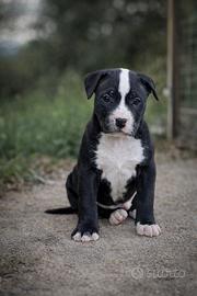 ULTIMO Pitbull UKC- Vaccinati PRONTO 19APRILE