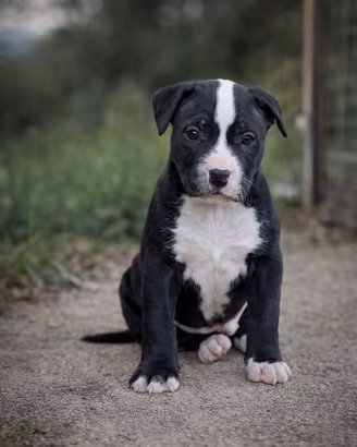 ULTIMO Pitbull UKC- Vaccinati PRONTO 19APRILE