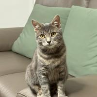 Gattina di 9 mesi