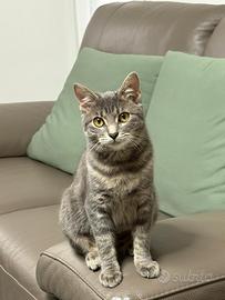 Gattina di 9 mesi