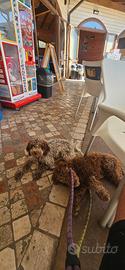 Lagotto romagnolo
