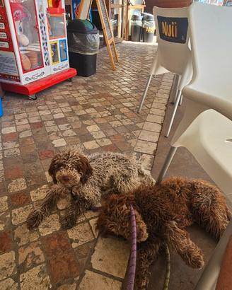 Lagotto romagnolo