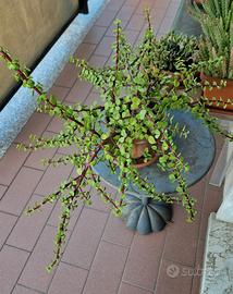 Portulacaria Afra Variegata