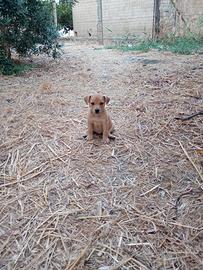 Labrador