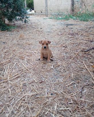 Labrador
