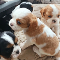 Cuccioli di Cavalier King