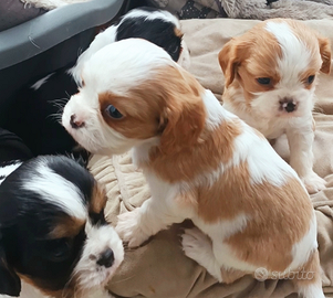 Cuccioli di Cavalier King