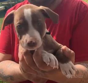 Cuccioli American Pitbull terrier