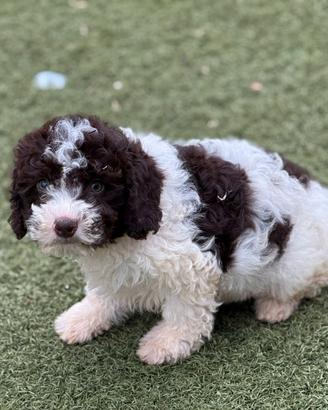 Lagotto romagnolo