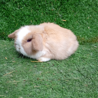 Coniglio ariete Minilop