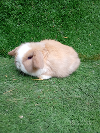 Coniglio ariete Minilop