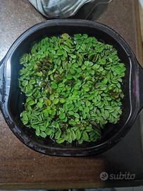 PIANTA GALLEGGIANTE ACQUARIO 