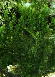 ceratophyllum demersum
