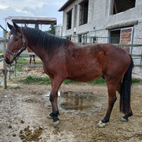 Puledro salto 4 anni