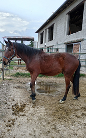 Puledro salto 4 anni