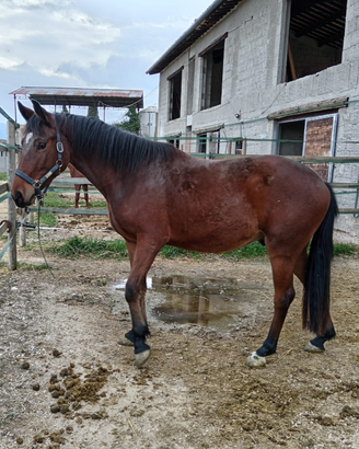 Puledro salto 4 anni