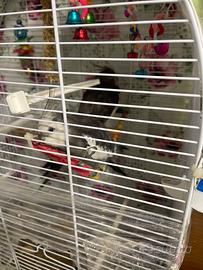 Coppia calopsiti con voliera e nido