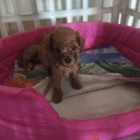 Barboncino mini mini